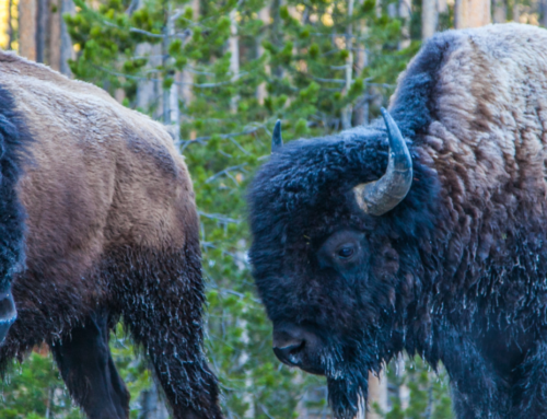 Yellowstone National Park