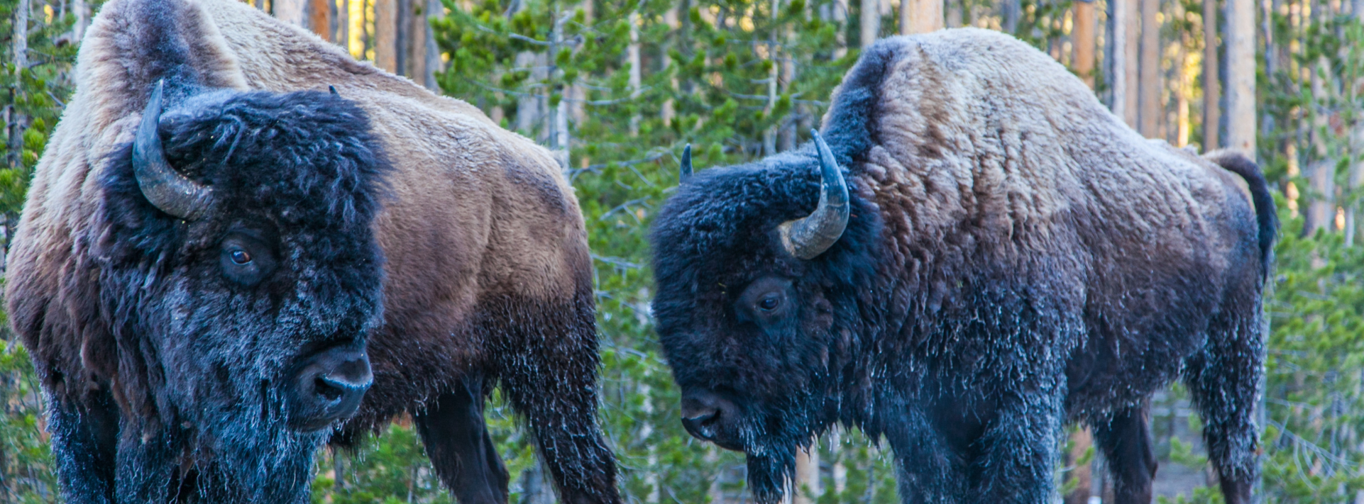 Yellowstone National Park